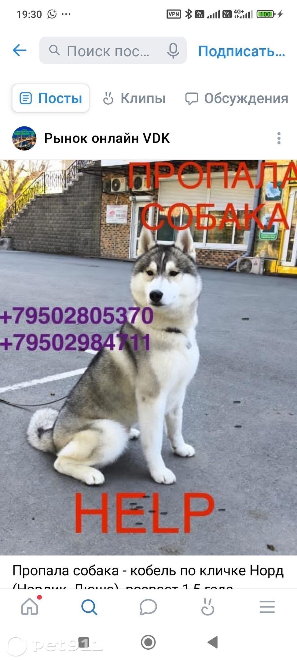 Пропала собака в Владивостоке — фото объявления