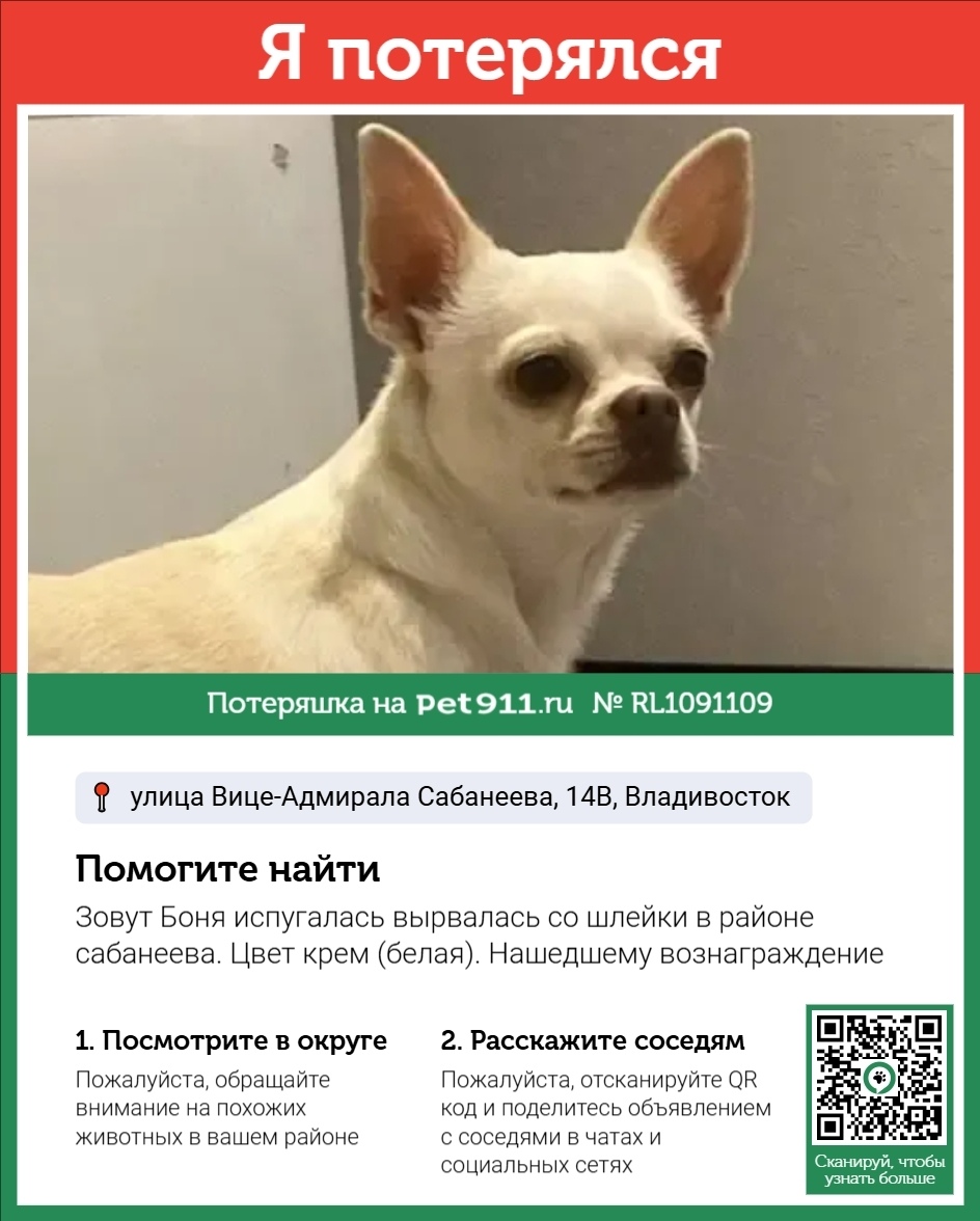Пропала собака в Владивостоке — фото объявления
