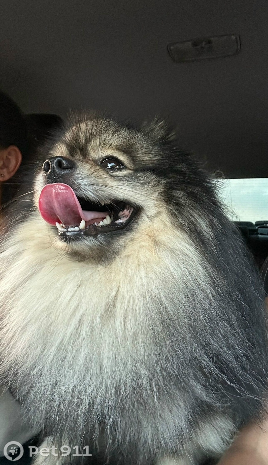 Пропала собака в Владивостоке — фото объявления