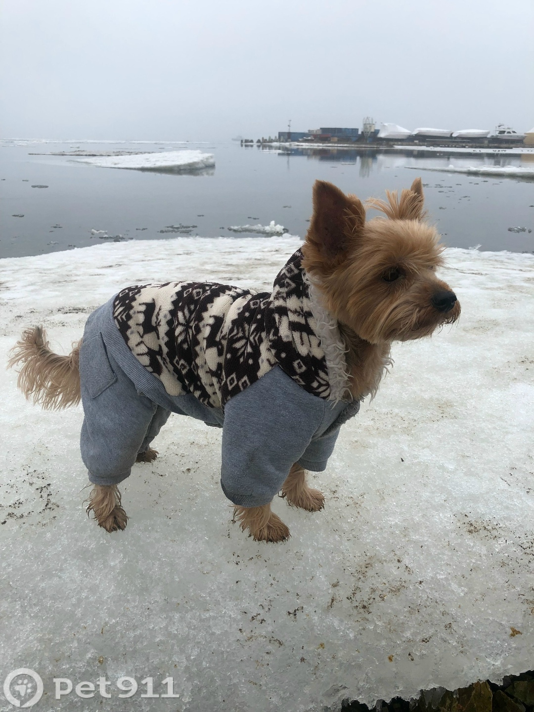 Пропала собака в Владивостоке — фото объявления