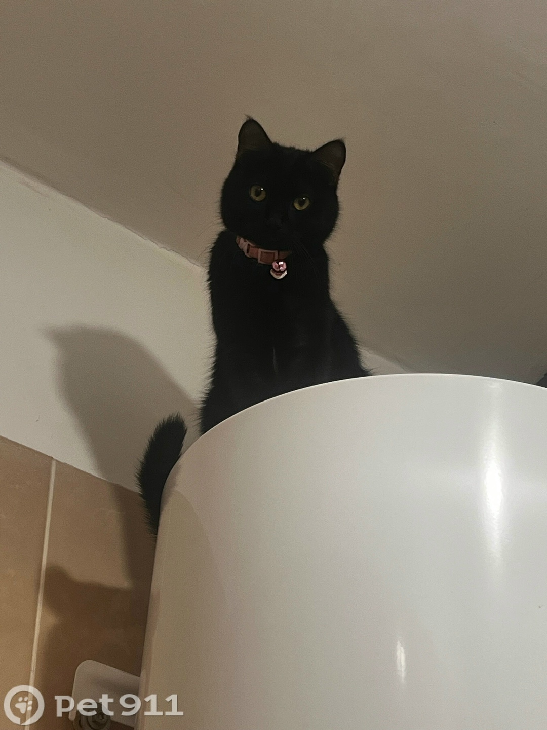 Пропала кошка в Владивостоке — фото объявления