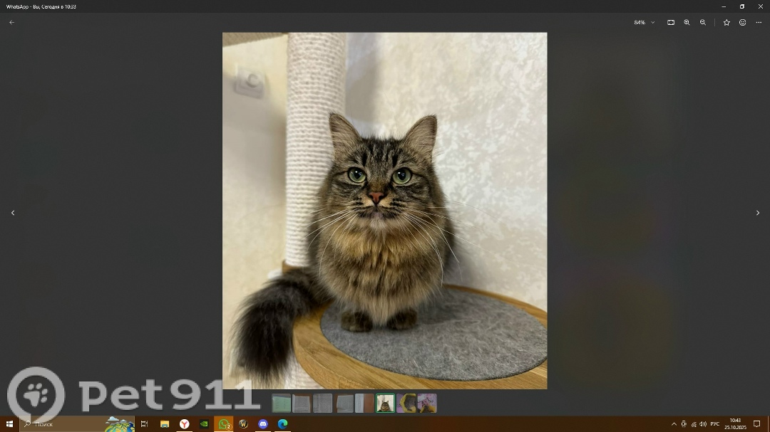 Пропала кошка в Владивостоке — фото объявления