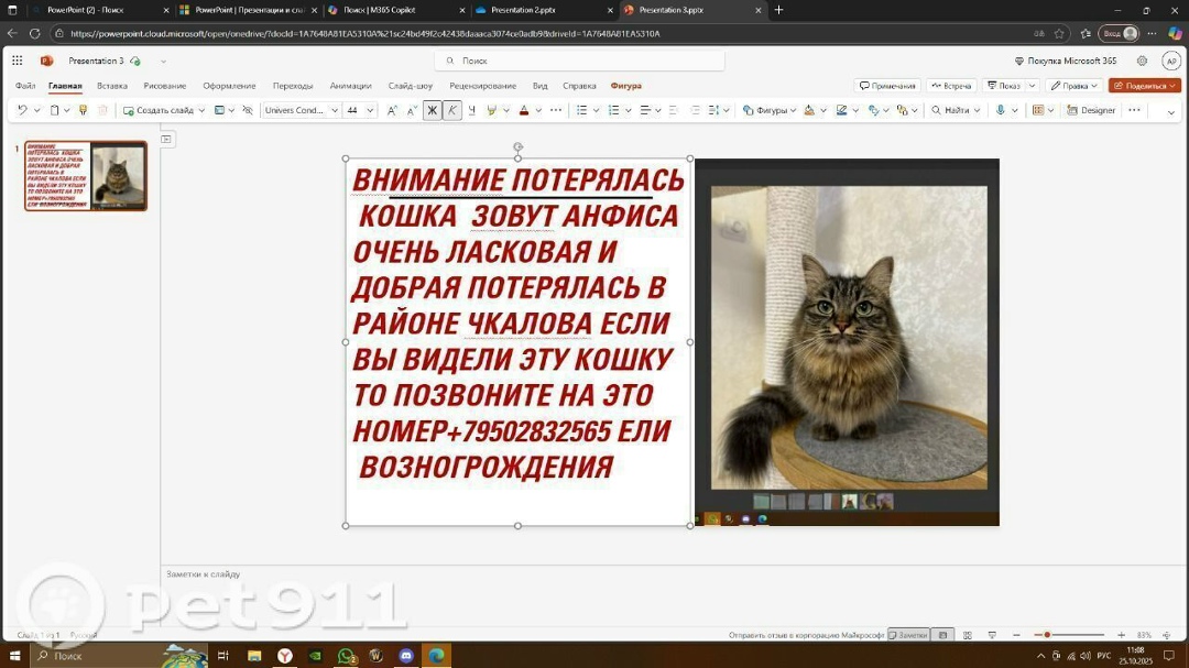 Пропала кошка в Владивостоке — фото объявления