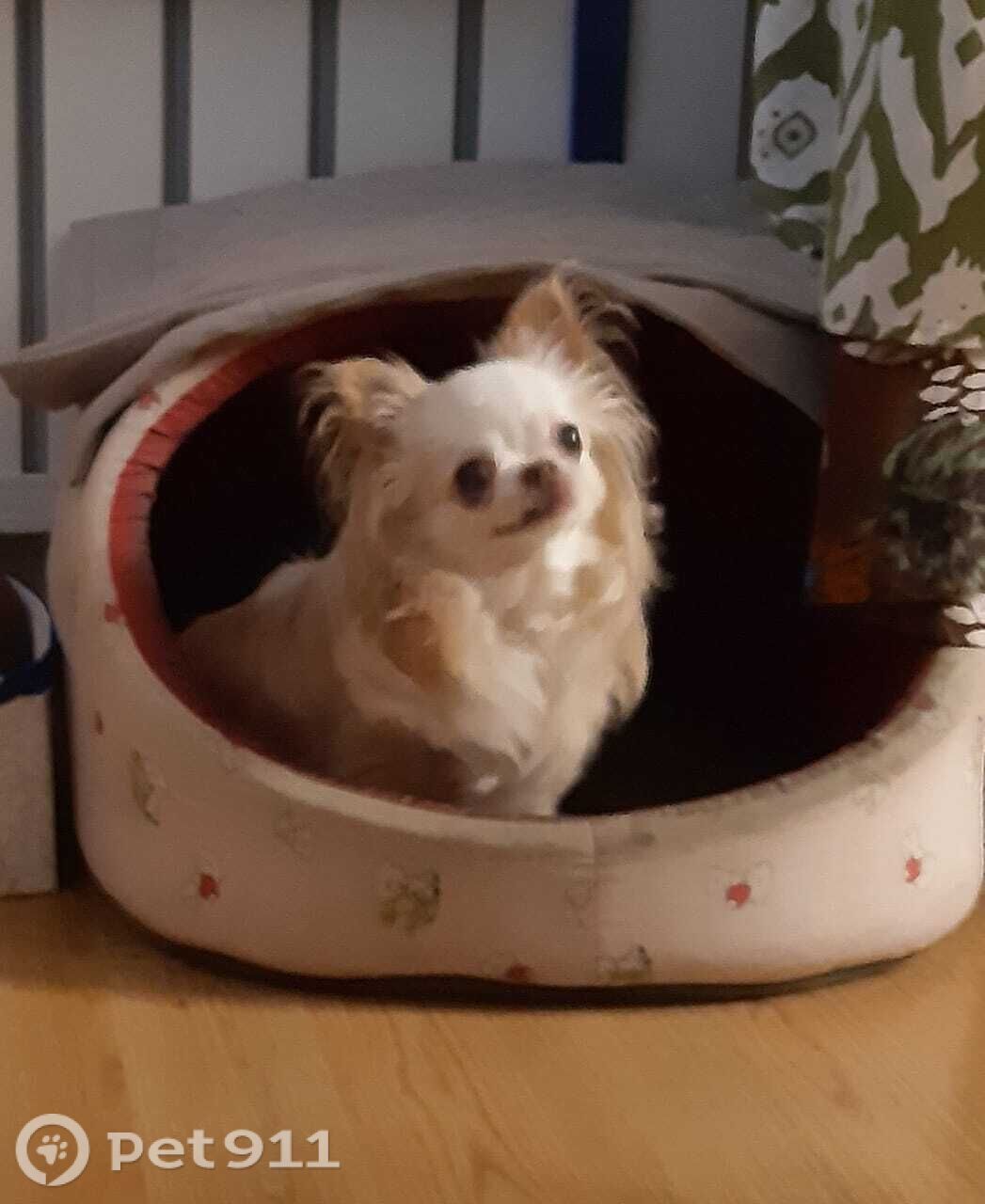 Пропала собака в Владивостоке — фото объявления