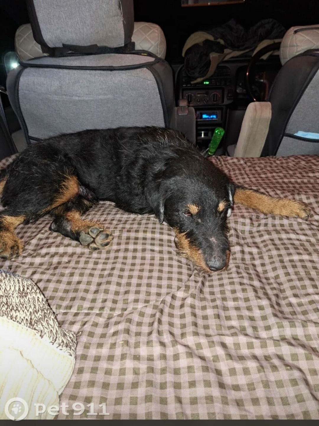 Найдена собака в Владивостоке — фото объявления