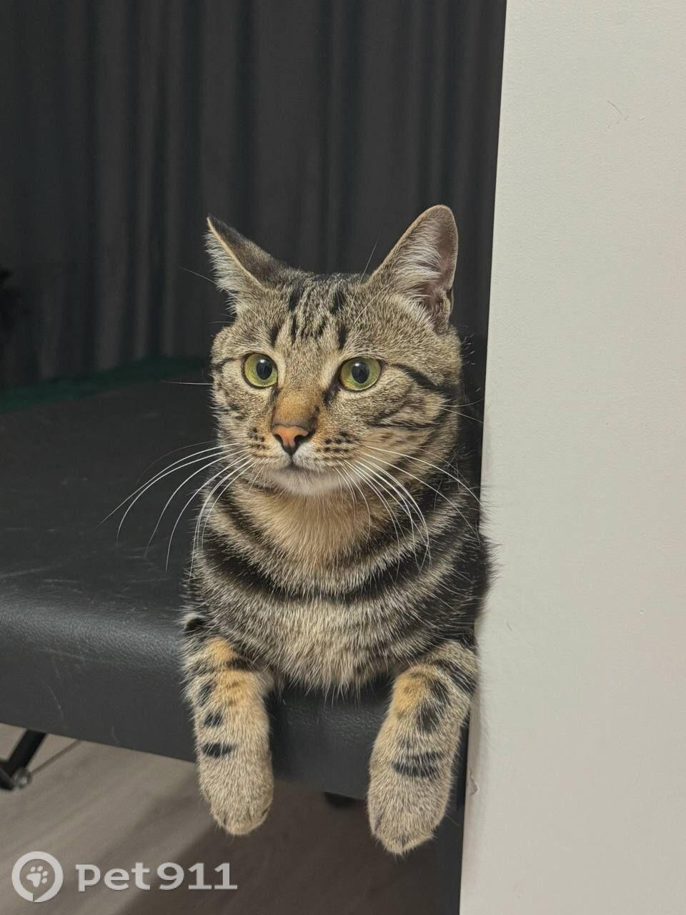 Пропала кошка в Владивостоке — фото объявления