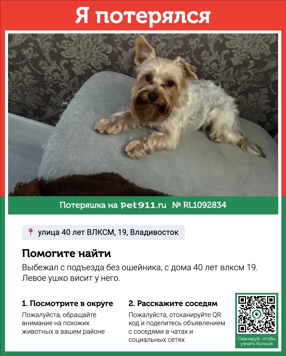 Пропала собака в Владивостоке — фото объявления