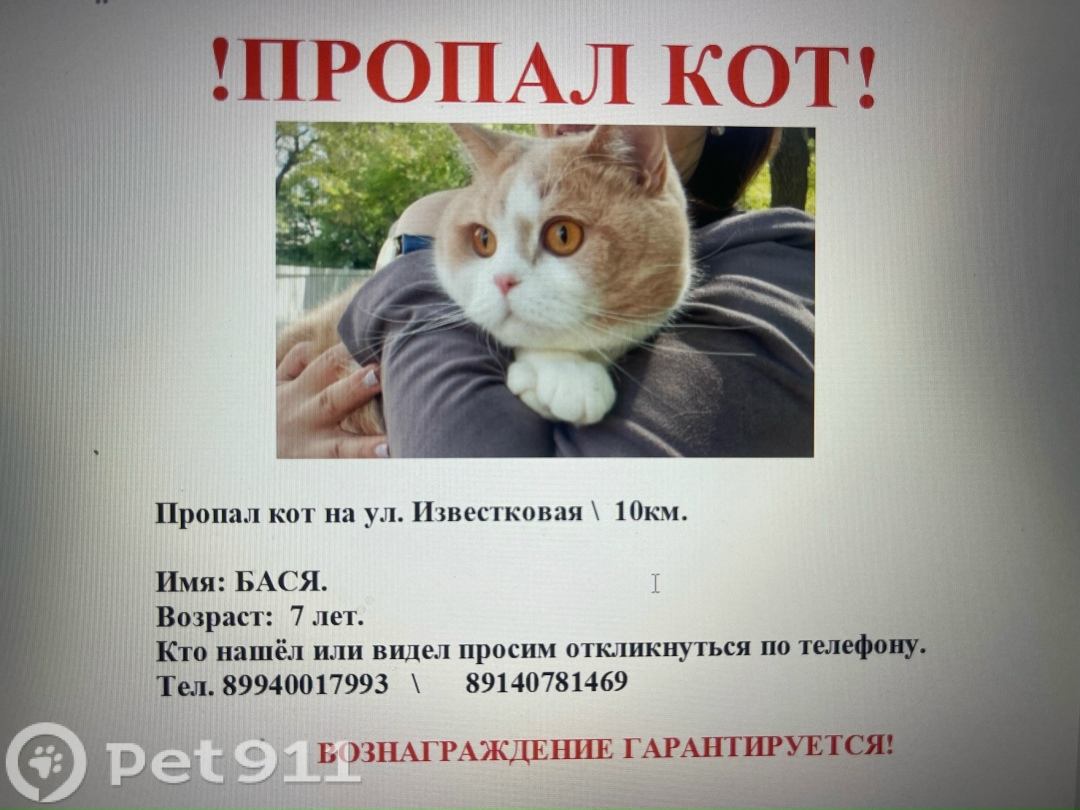 Пропала кошка в Владивостоке — фото объявления