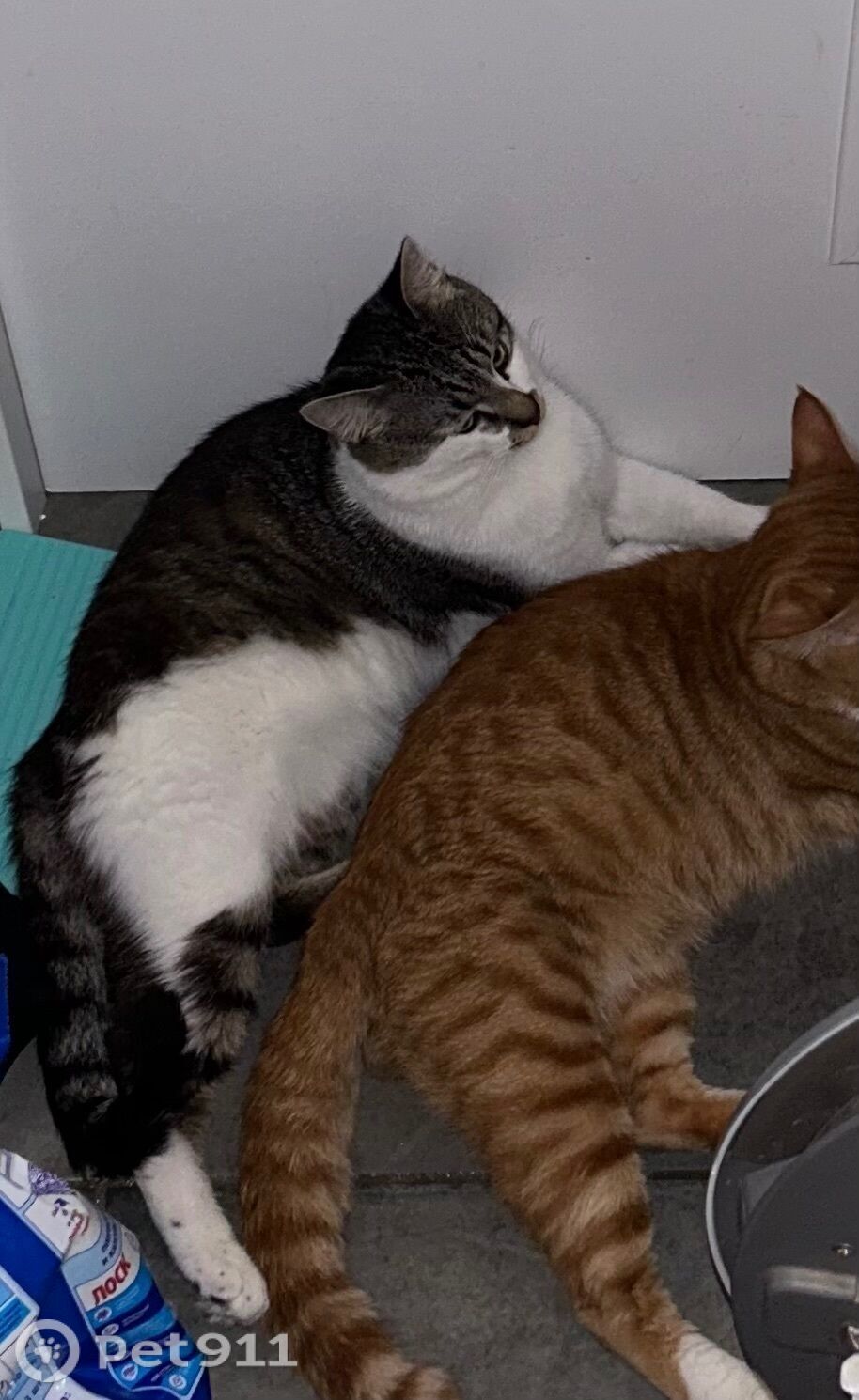 Пропала кошка в Владивостоке — фото объявления