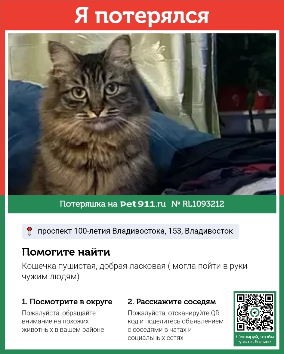 Пропала кошка в Владивостоке — фото объявления