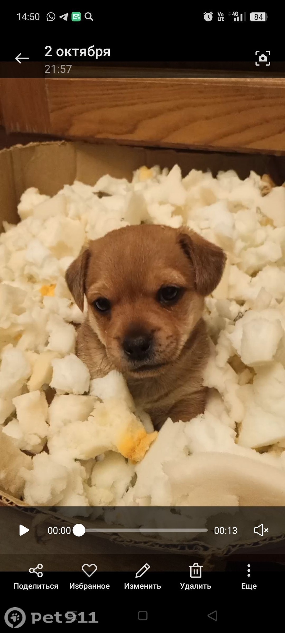 Пропала собака в Владивостоке — фото объявления