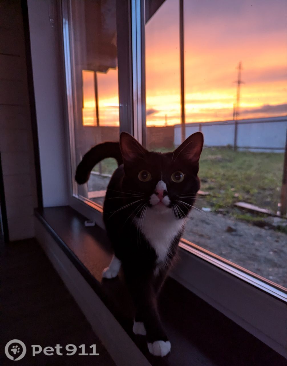 Пропала кошка в Владивостоке — фото объявления