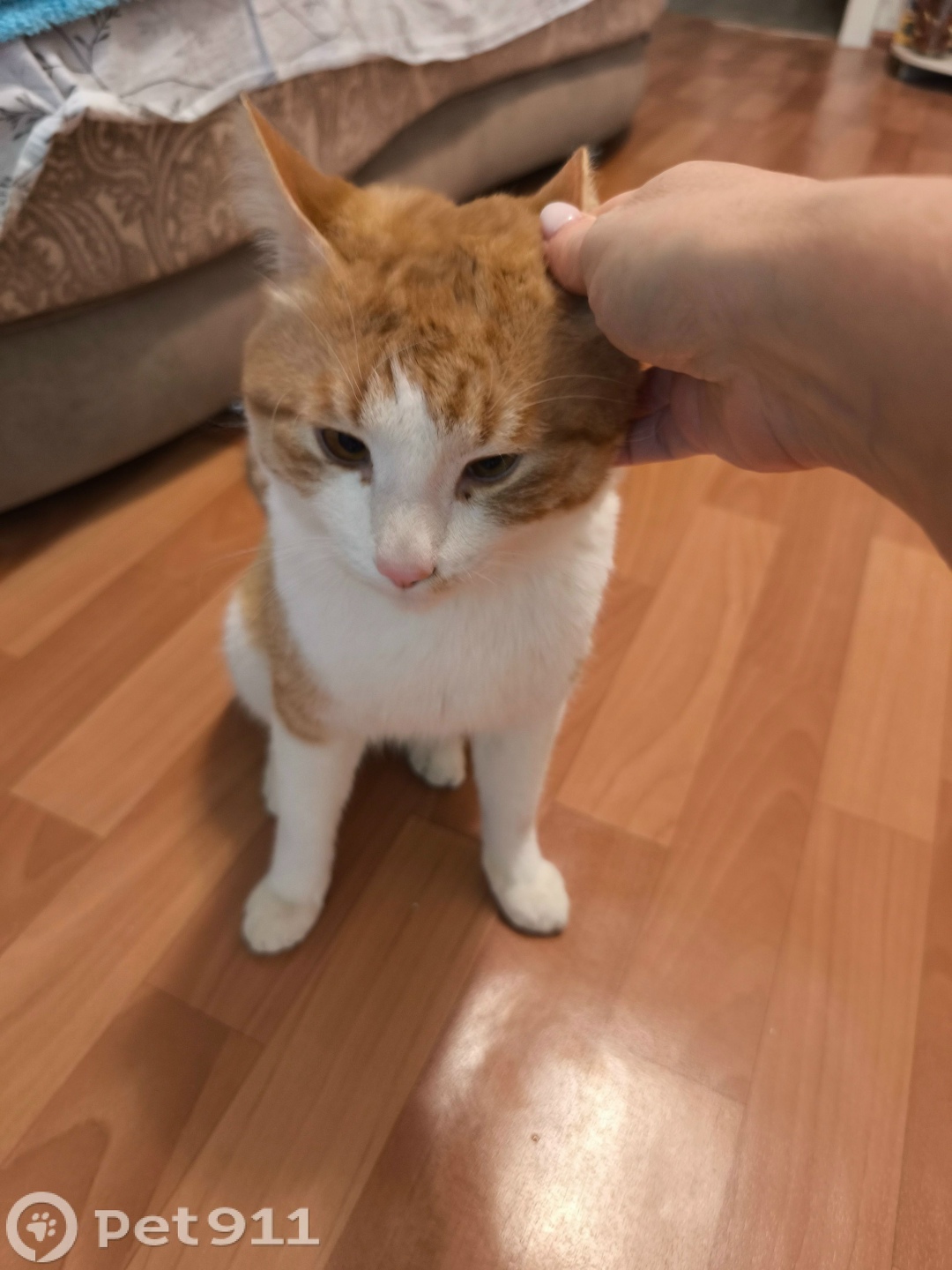 Найдена кошка в Владивостоке — фото объявления