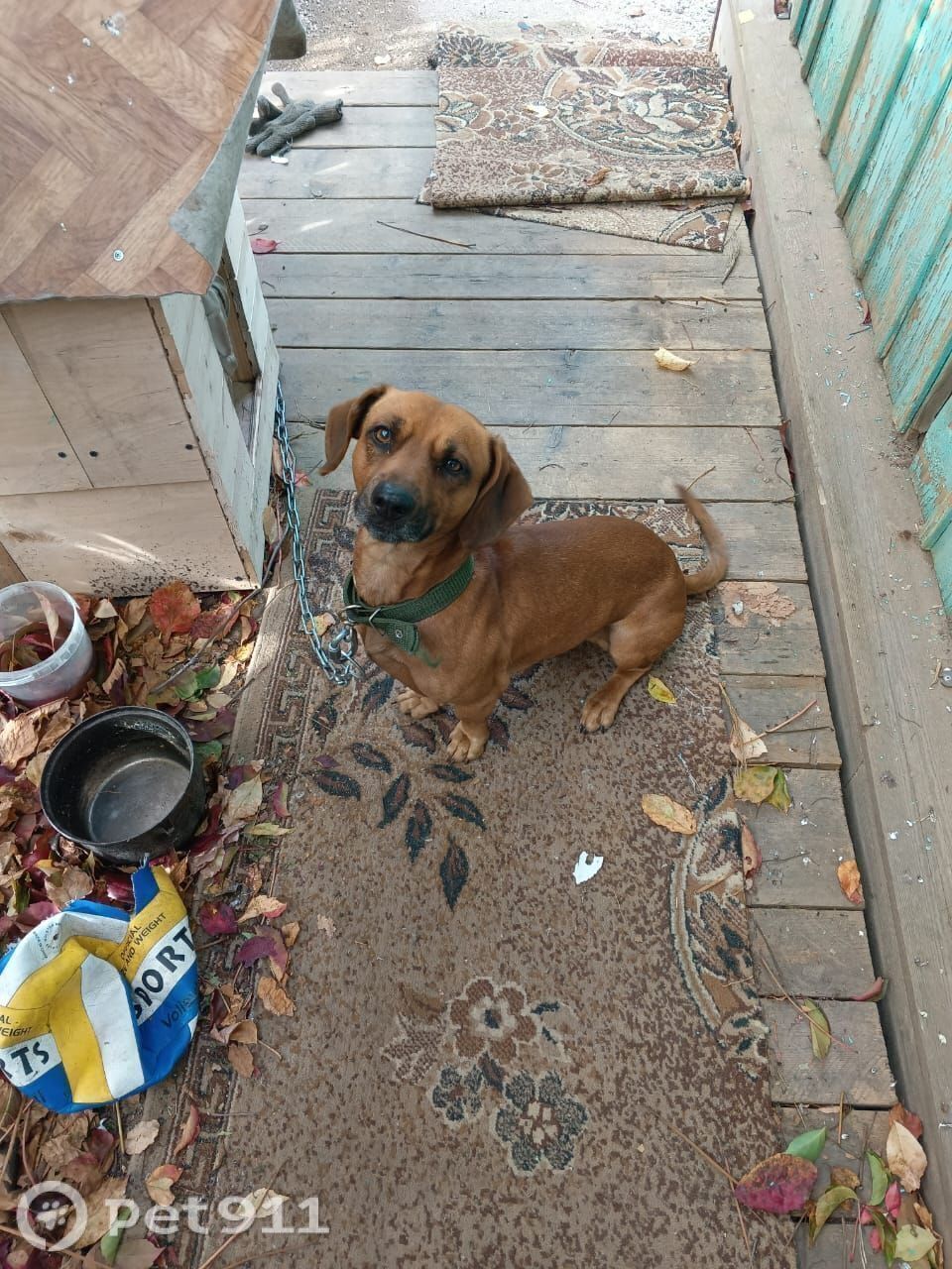 Найдена собака в Владивостоке — фото объявления