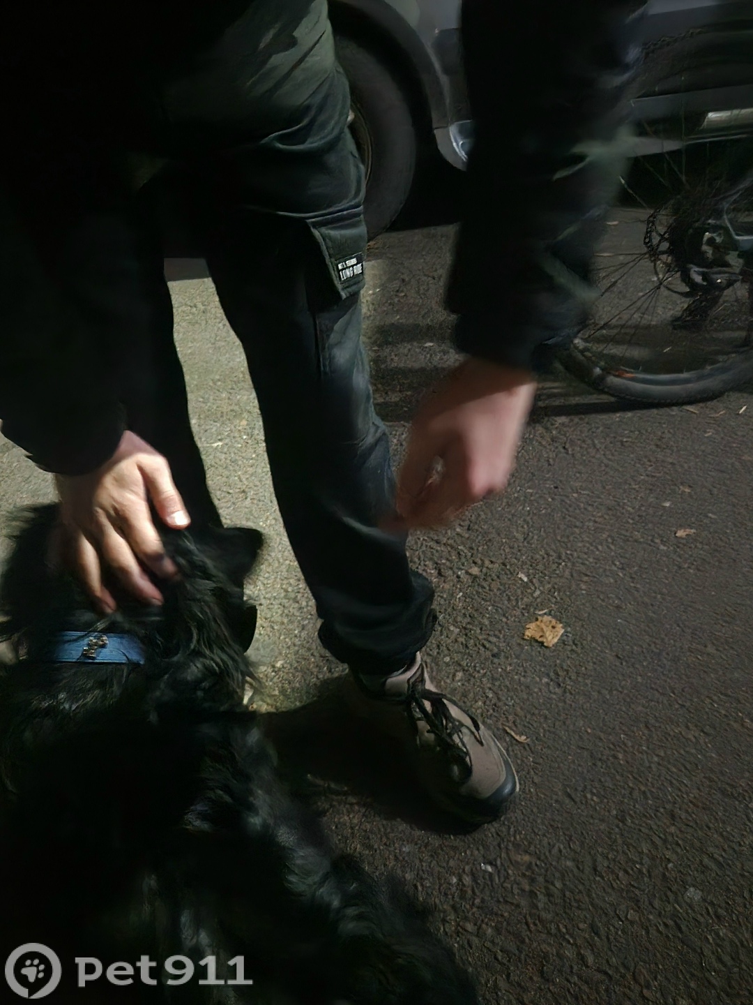 Найдена собака в Владивостоке — фото объявления