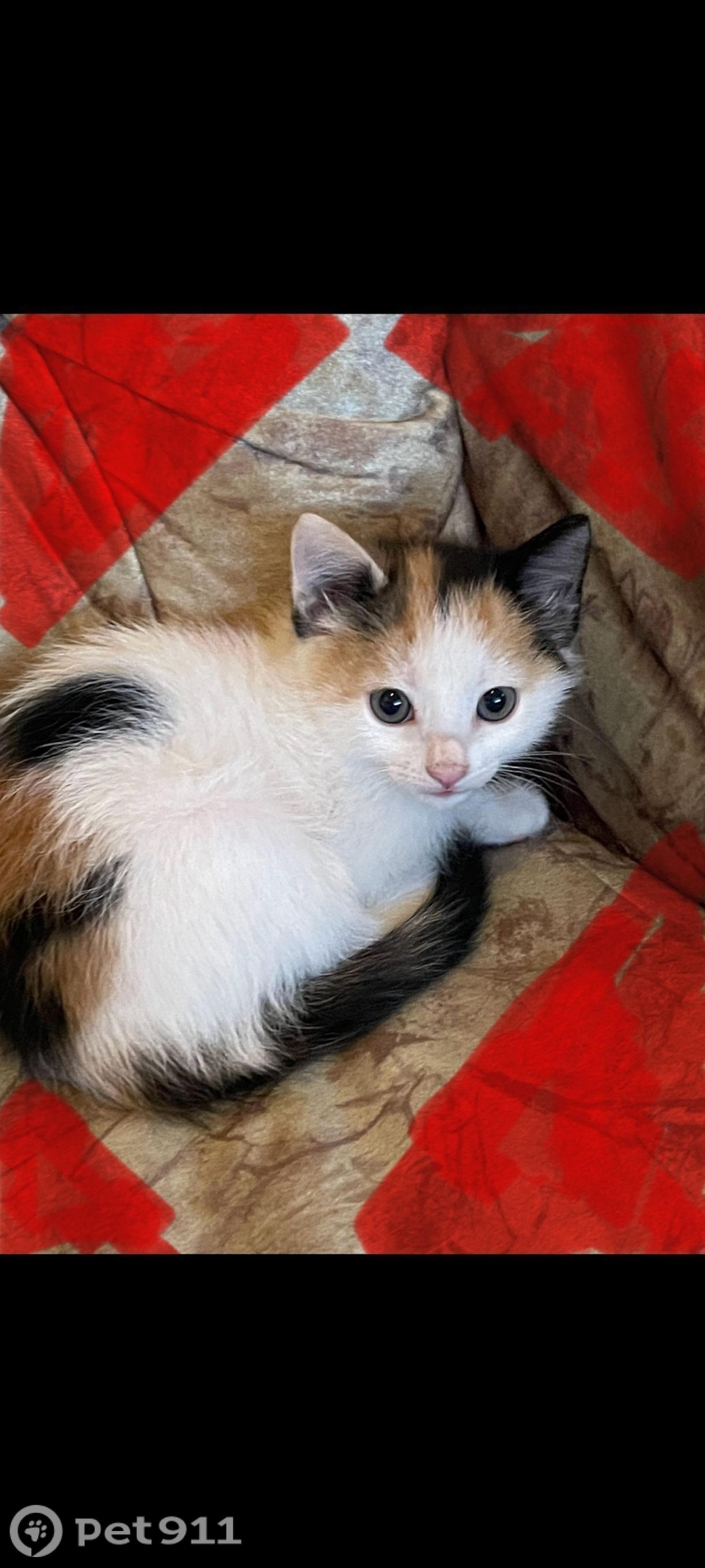 Найдена кошка в Владивостоке — фото объявления