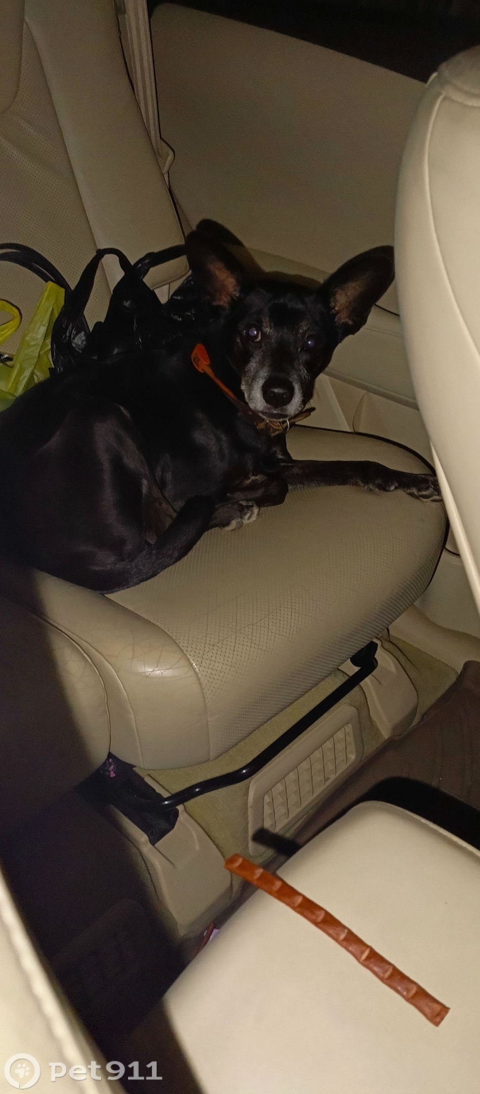 Найдена собака в Владивостоке — фото объявления