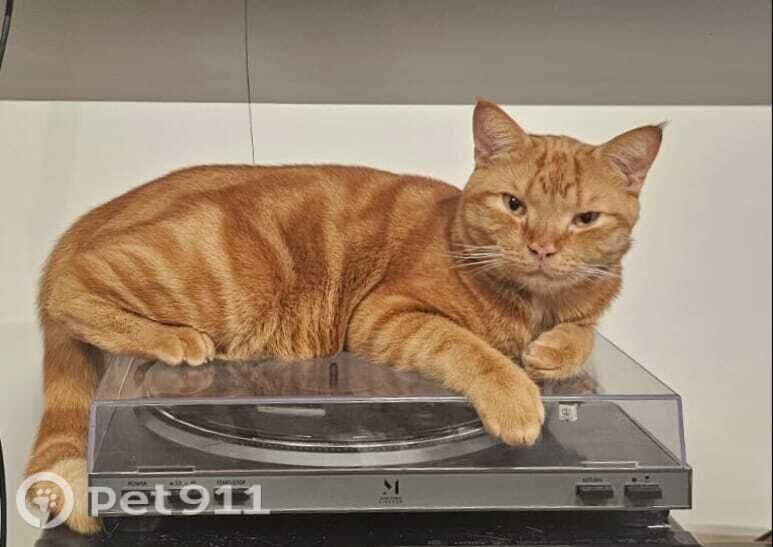 Пропала кошка в Владивостоке — фото объявления