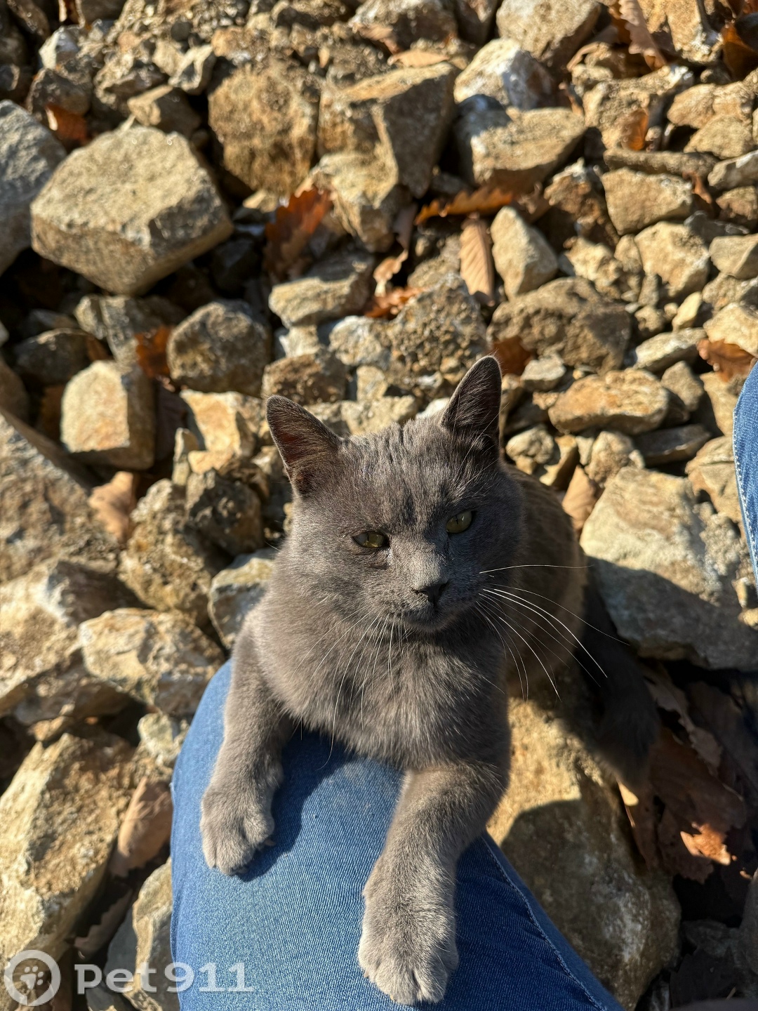 Найдена кошка в Владивостоке — фото объявления