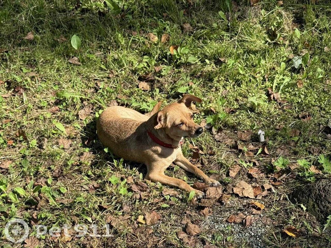 Пропала собака в Владивостоке — фото объявления