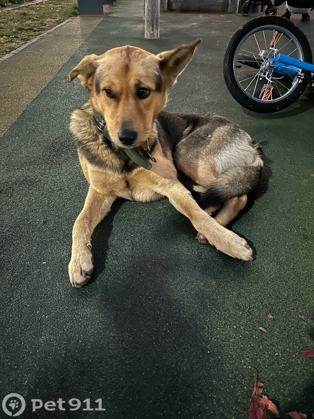 Найдена собака в Владивостоке — фото объявления