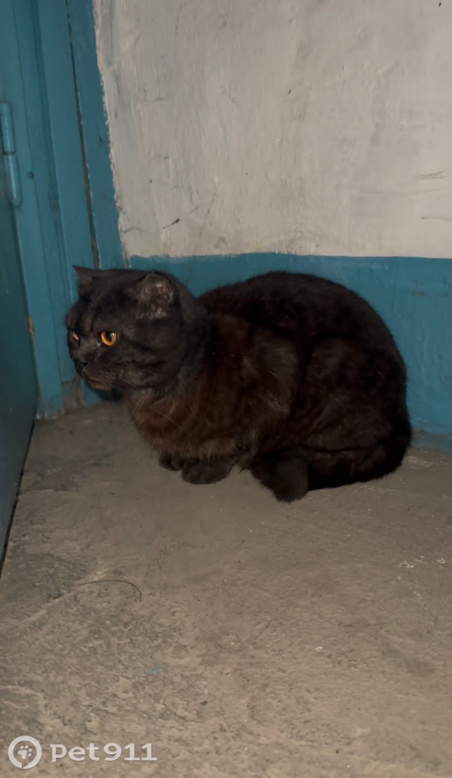 Найдена кошка в Владивостоке — фото объявления