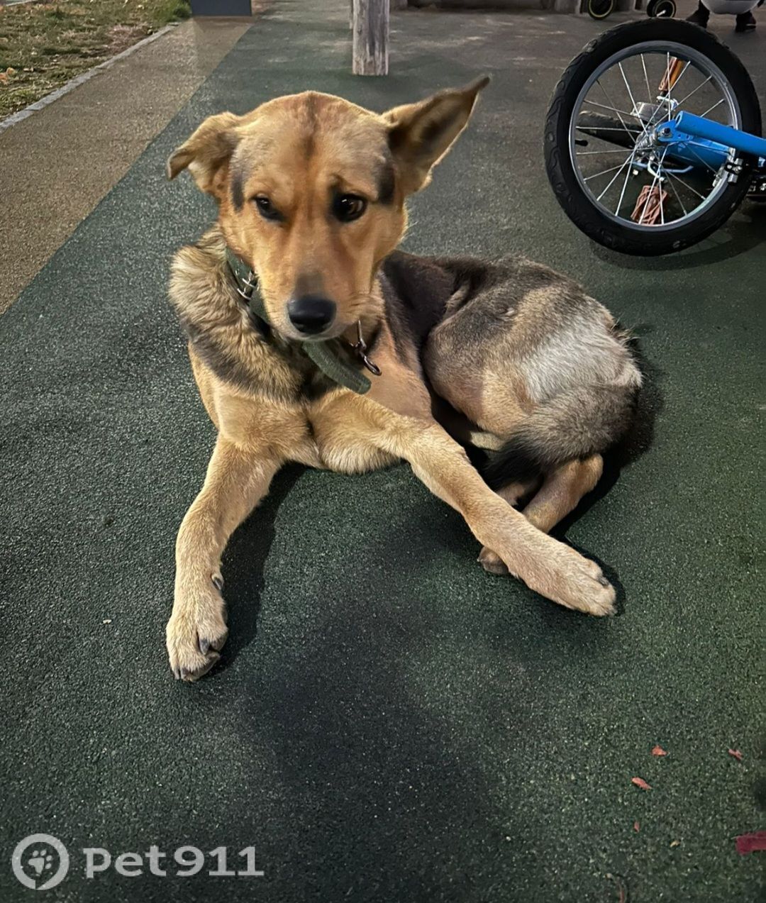 Найдена собака в Владивостоке — фото объявления