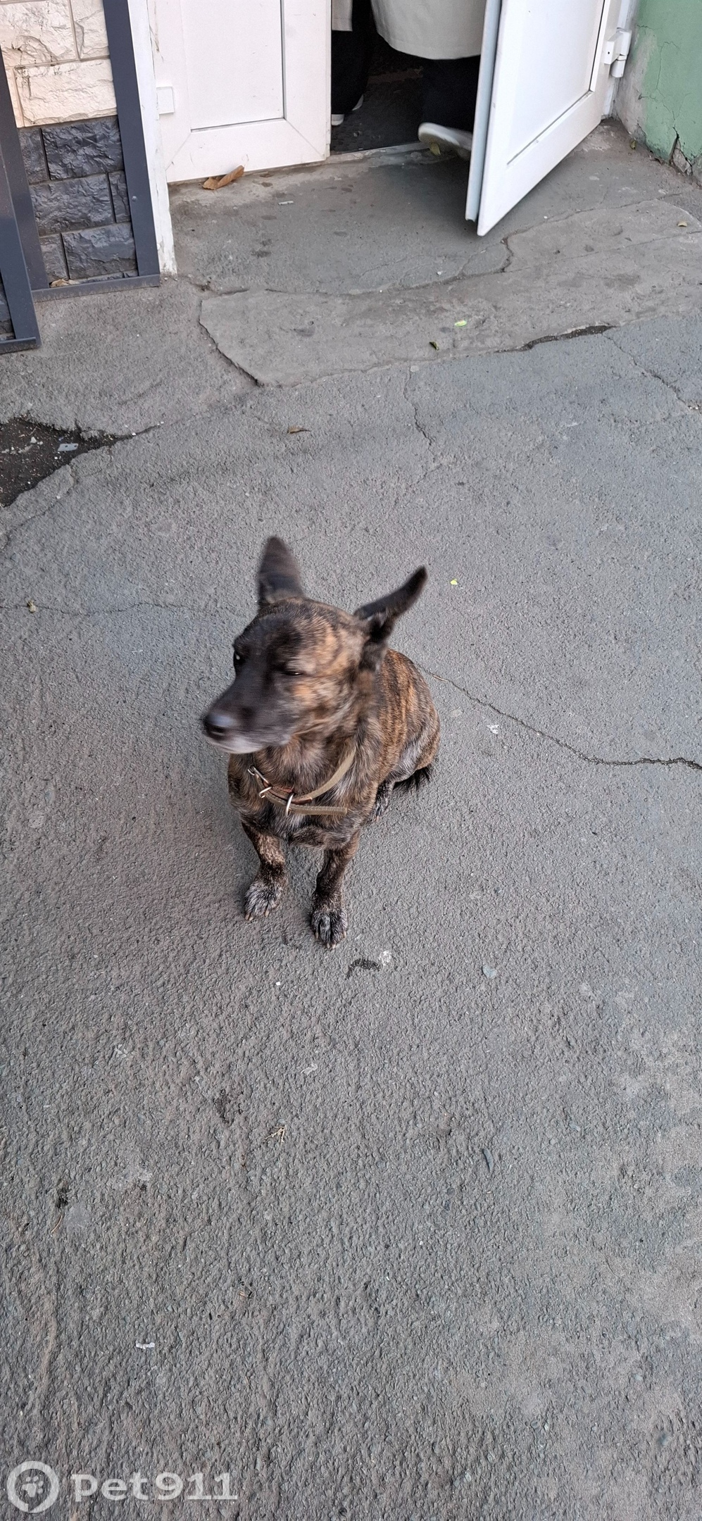 Найдена собака в Владивостоке — фото объявления