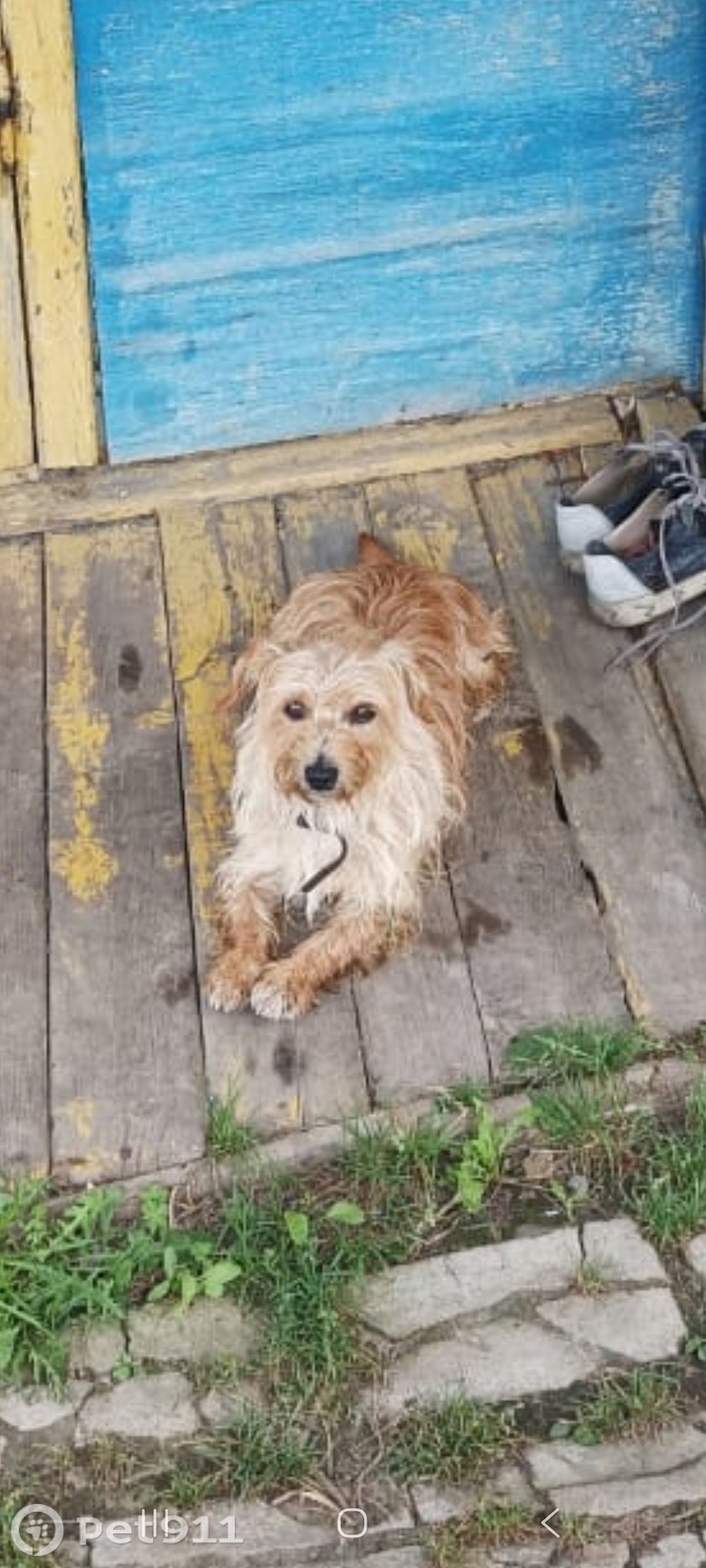 Найдена собака в Владивостоке — фото объявления