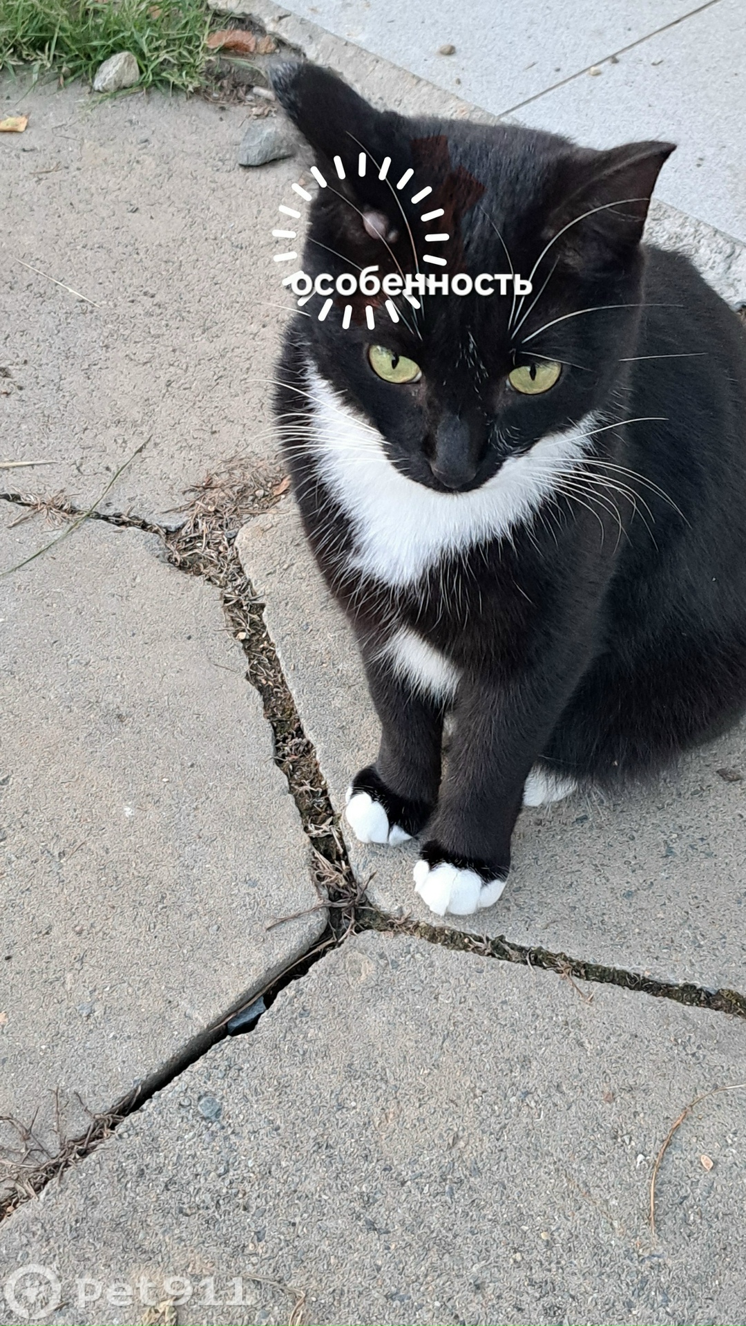 Пропала кошка в Владивостоке — фото объявления