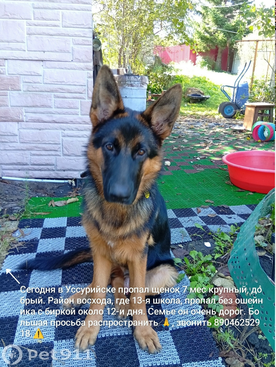 Пропала собака в Владивостоке — фото объявления