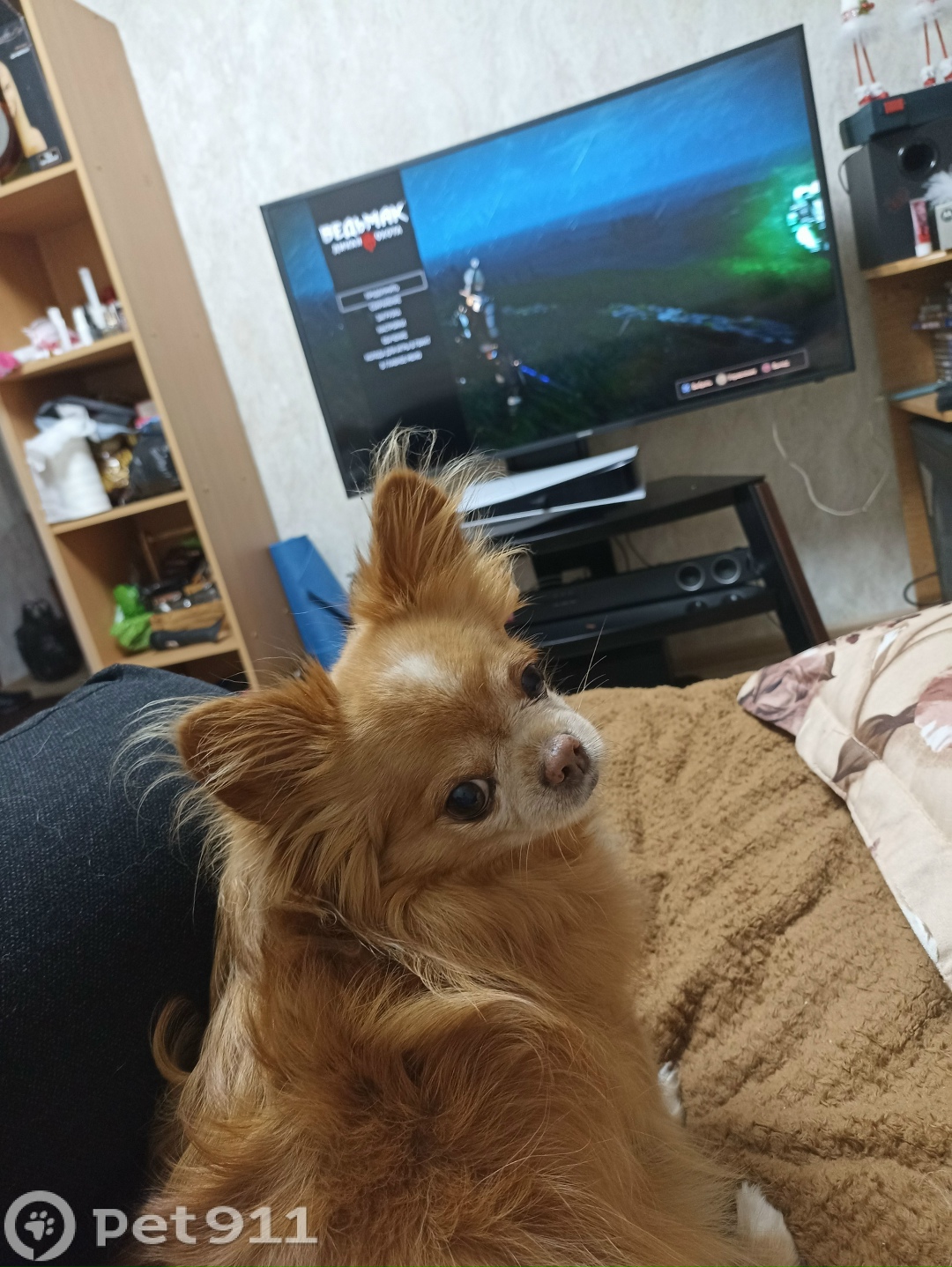 Пропала собака в Владивостоке — фото объявления