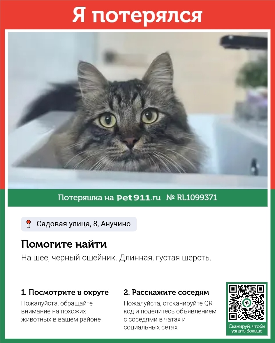 Пропала кошка в Владивостоке — фото объявления