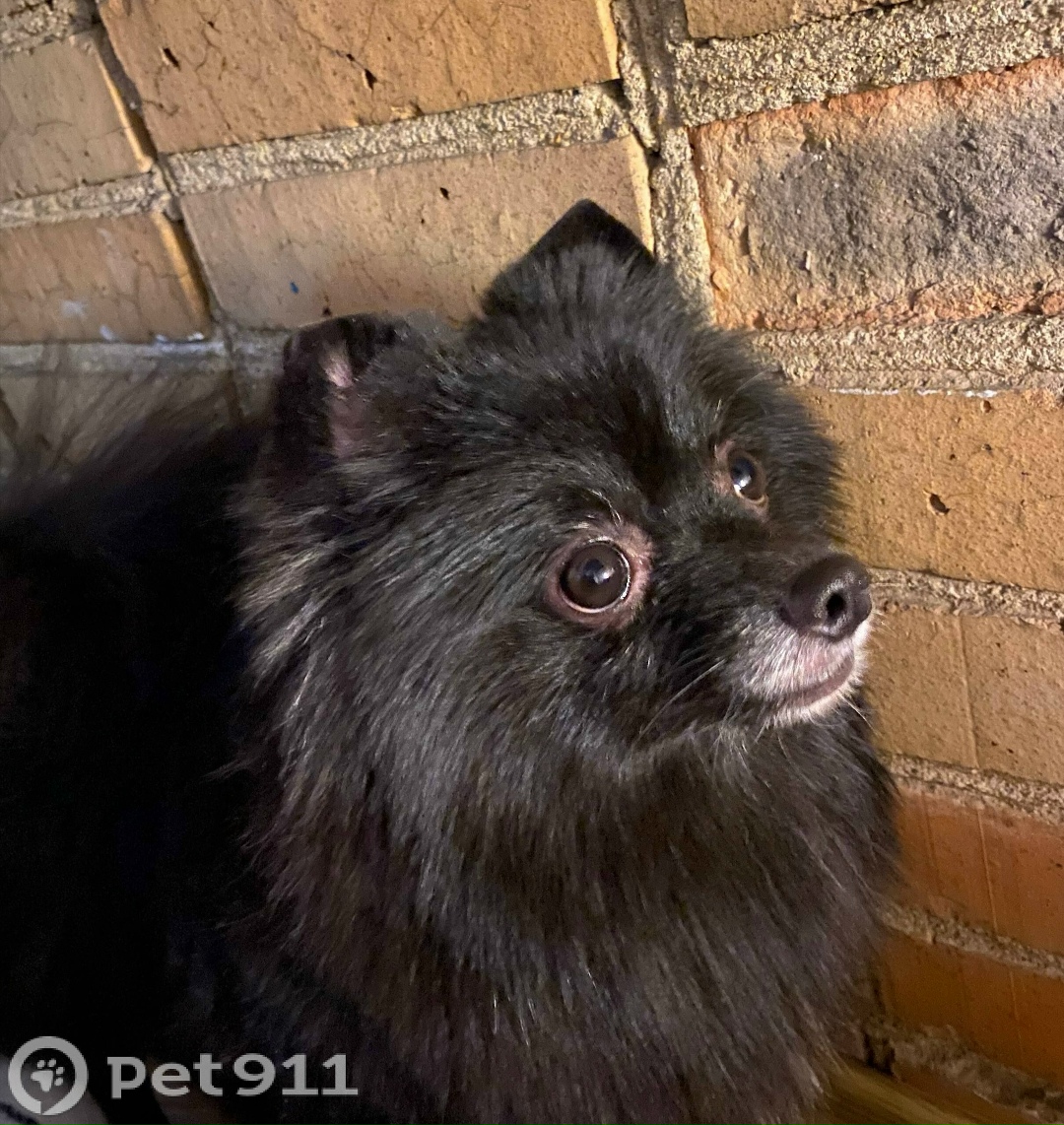 Найдена собака в Владивостоке — фото объявления