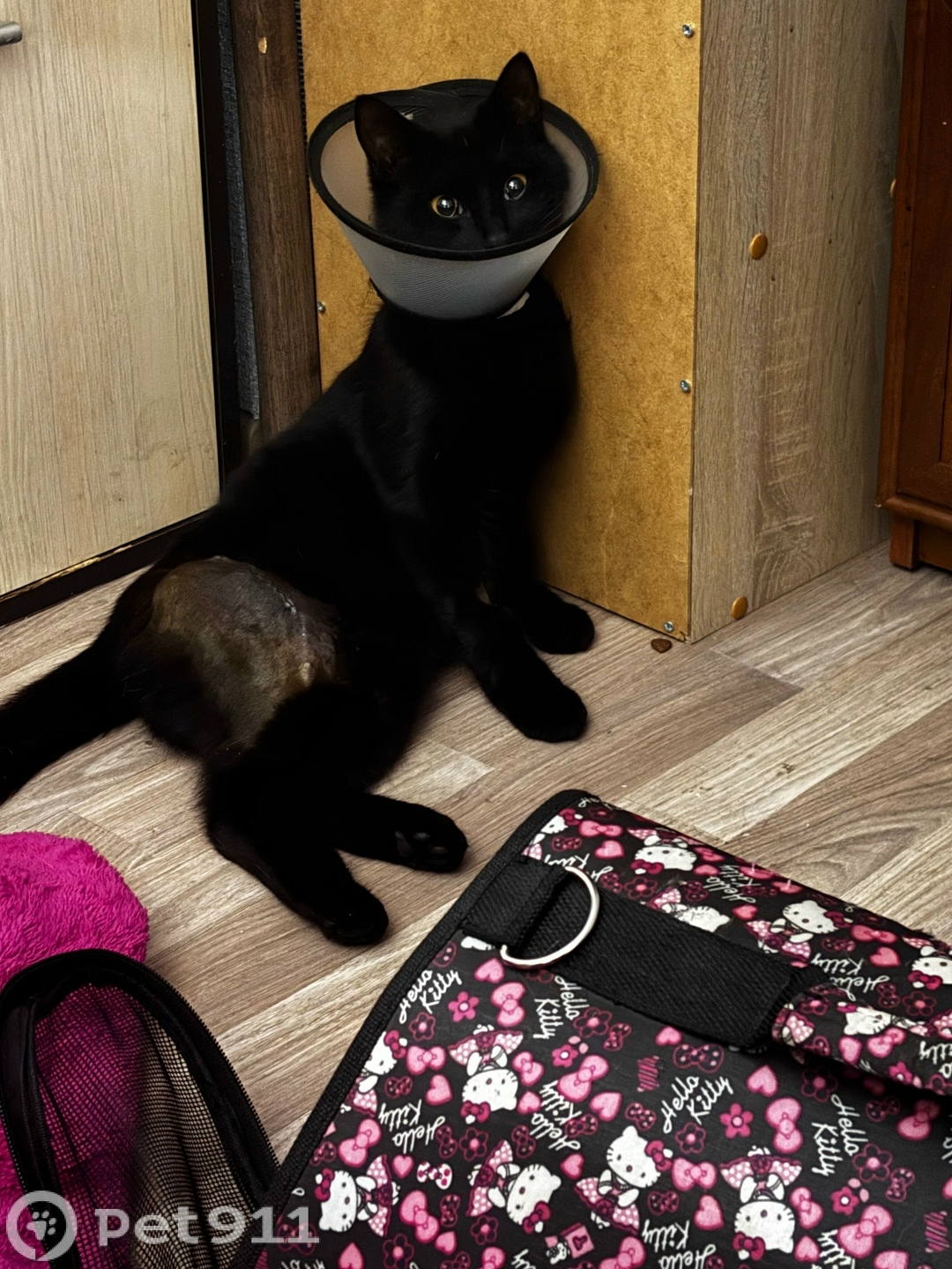 Найдена кошка в Владивостоке — фото объявления