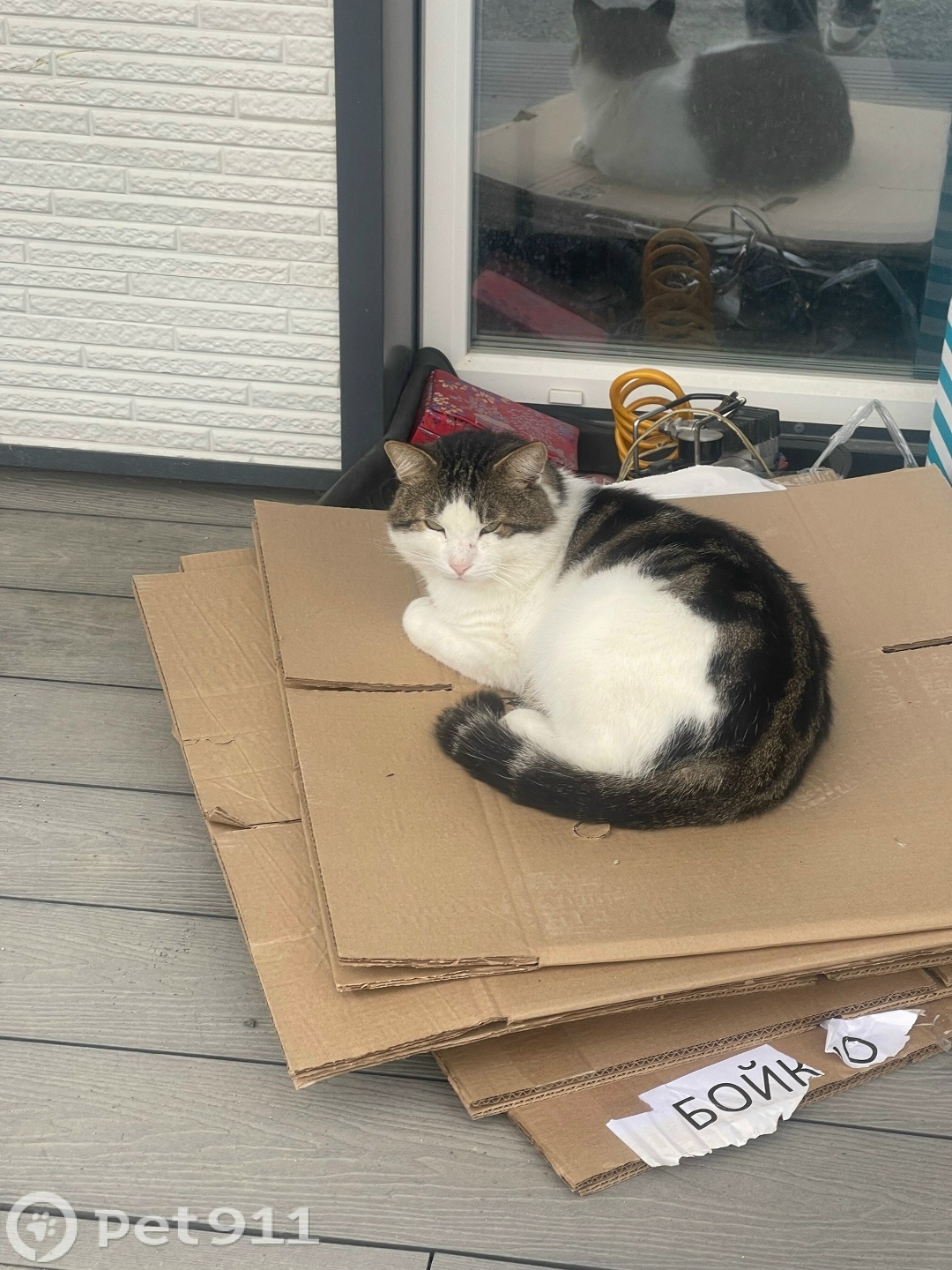 Пропала кошка в Владивостоке — фото объявления