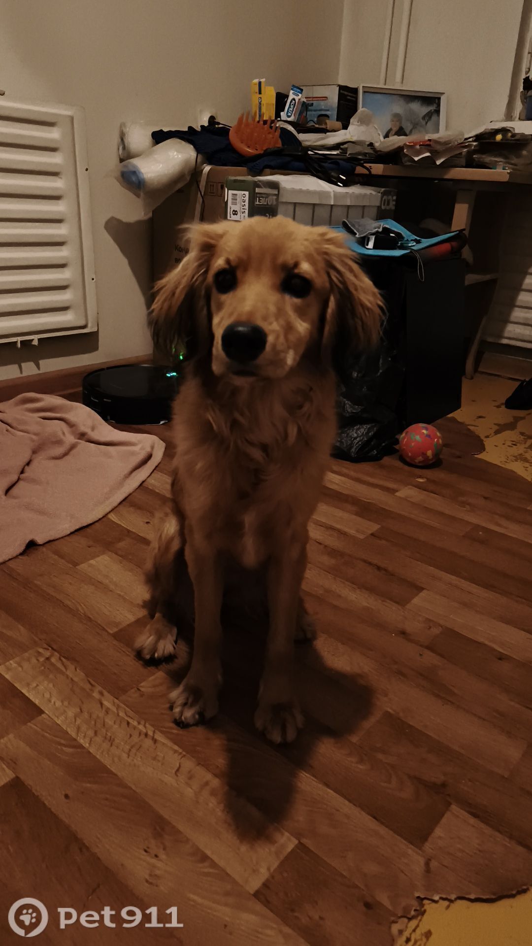 Найдена собака в Владивостоке — фото объявления