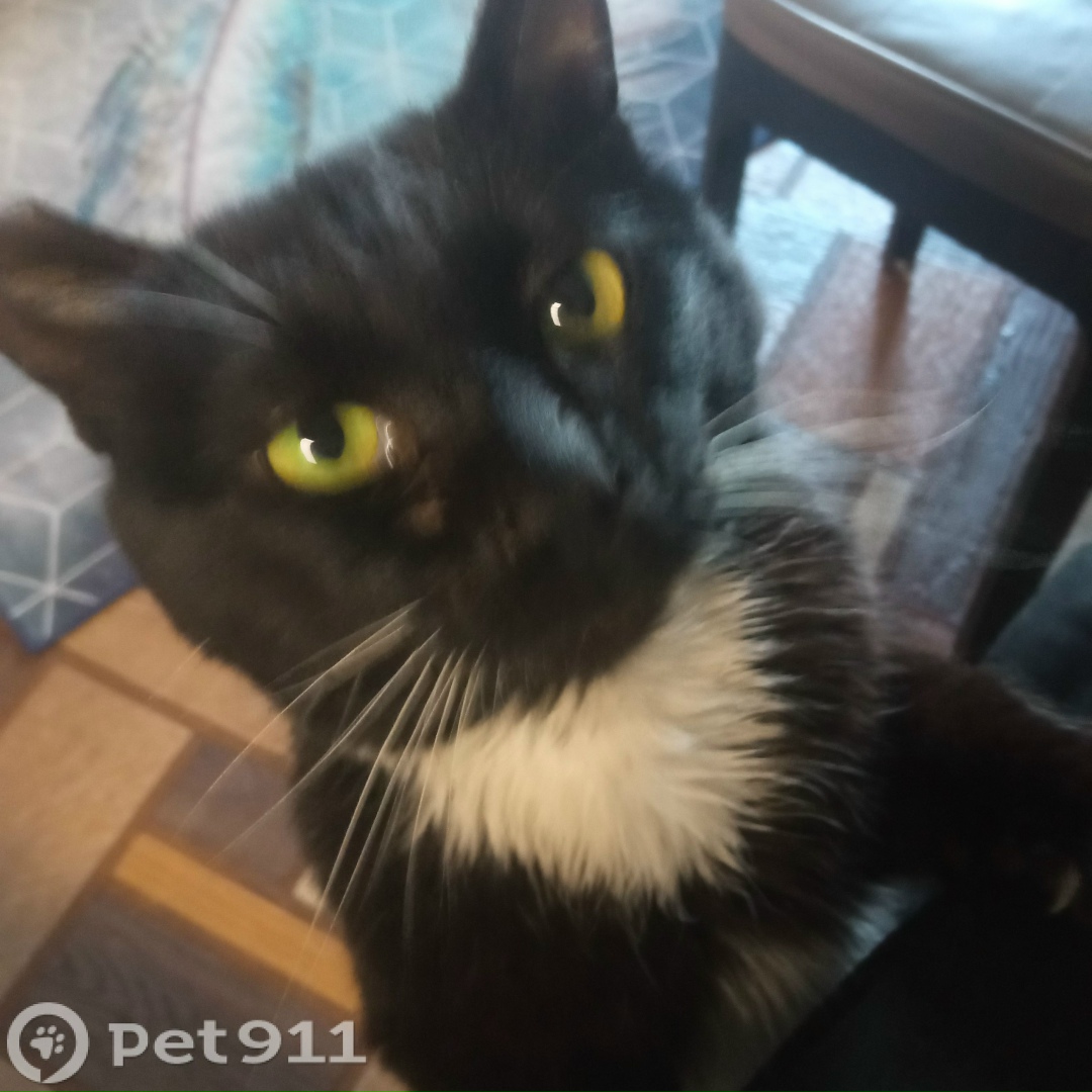 Пропала кошка в Владивостоке — фото объявления