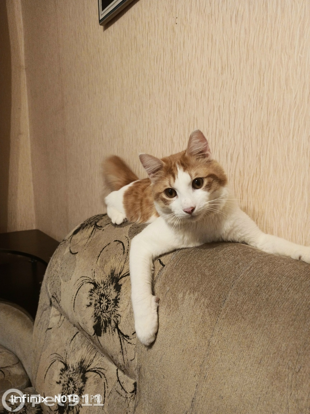 Пропала кошка в Владивостоке — фото объявления