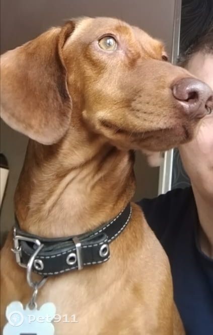 Пропала собака в Владивостоке — фото объявления