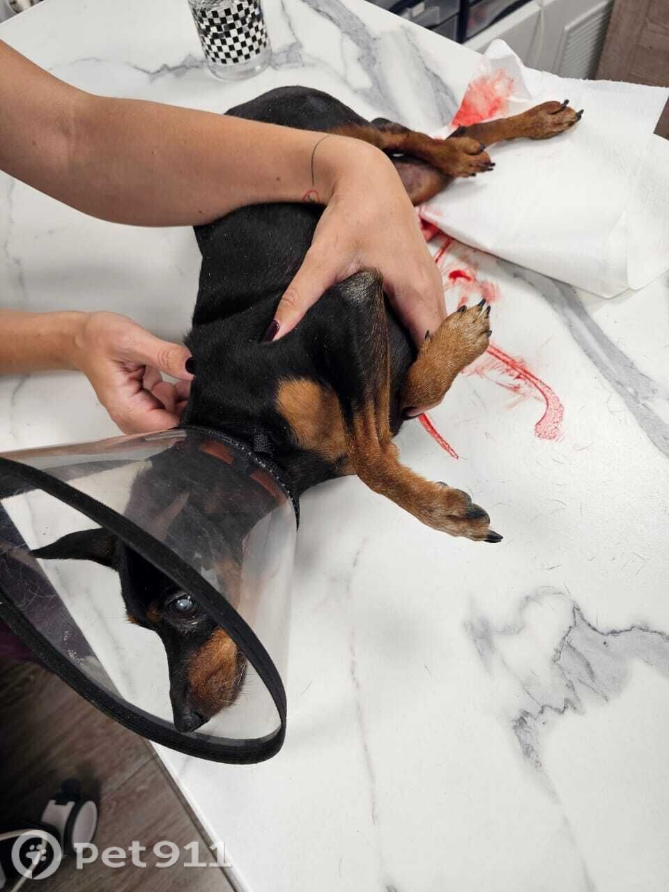 Найдена собака в Владивостоке — фото объявления