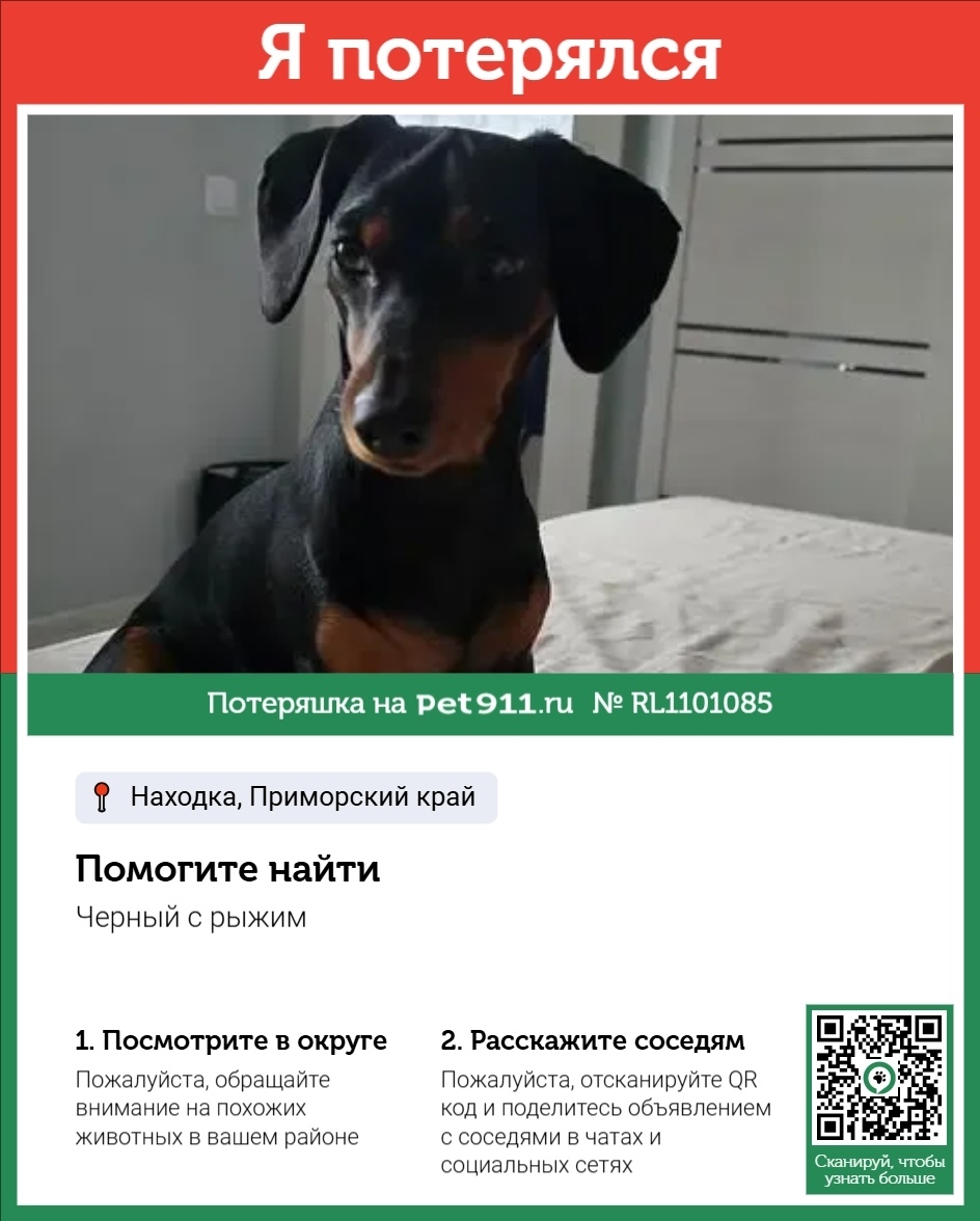Пропала собака в Владивостоке — фото объявления