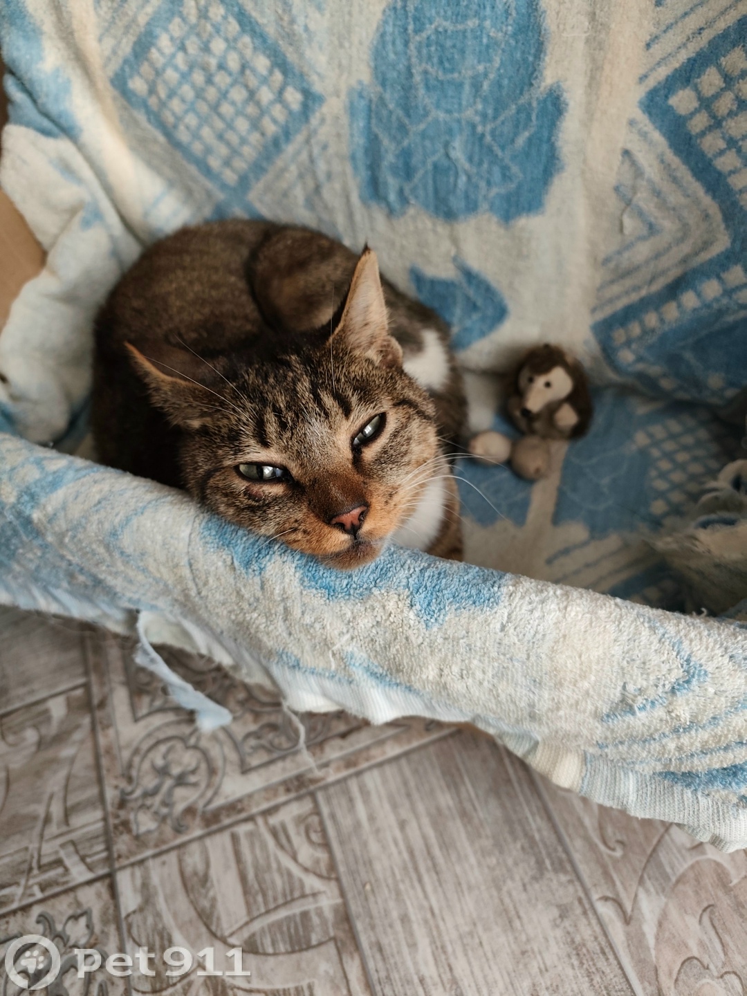 Найдена кошка в Владивостоке — фото объявления