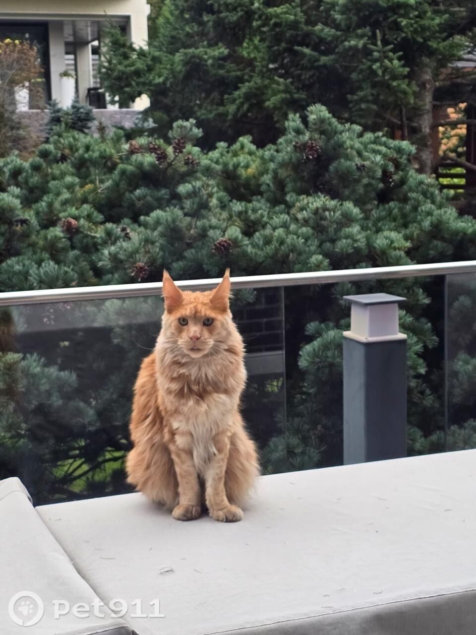 Пропала кошка в Владивостоке — фото объявления