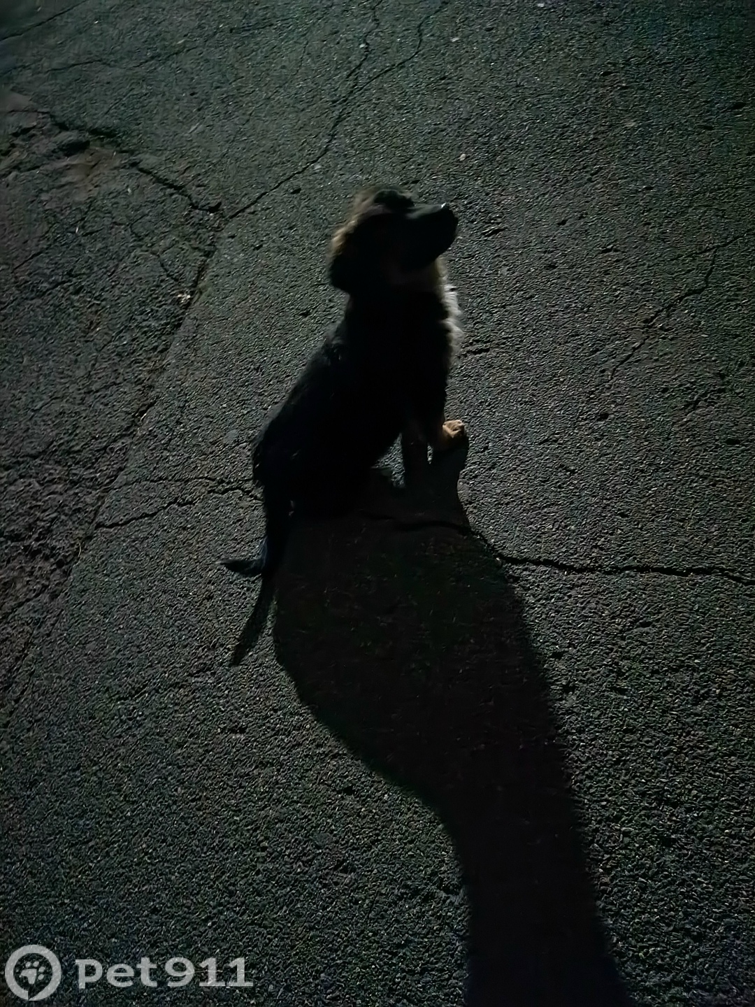 Найдена собака в Владивостоке — фото объявления