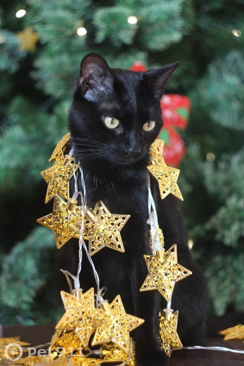 Пропала кошка в Владивостоке — фото объявления