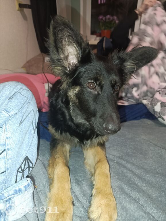 Пропала собака в Владивостоке — фото объявления