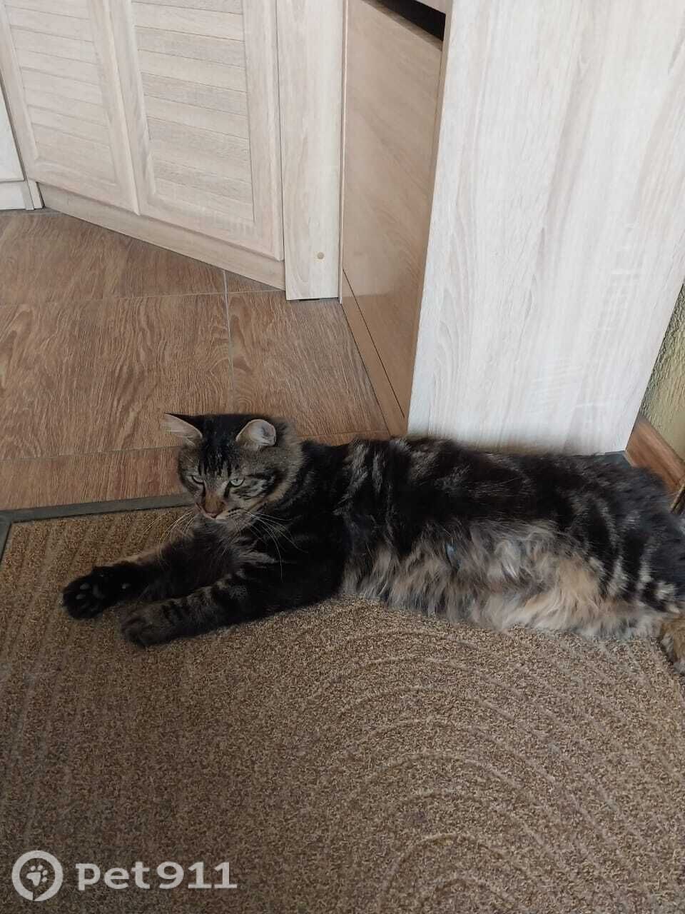 Пропала кошка в Владивостоке — фото объявления