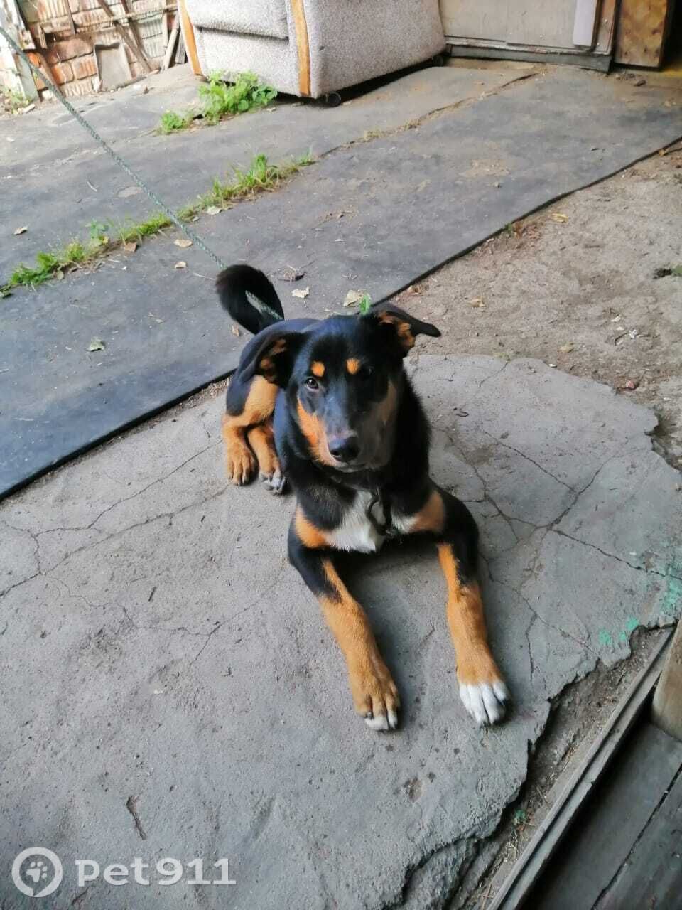 Пропала собака в Владивостоке — фото объявления