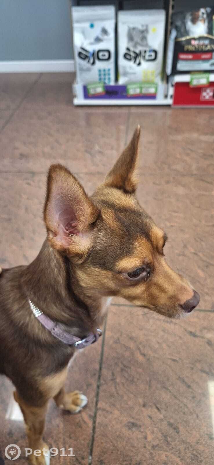 Найдена собака в Владивостоке — фото объявления